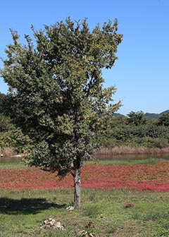 Wild glasswort fields