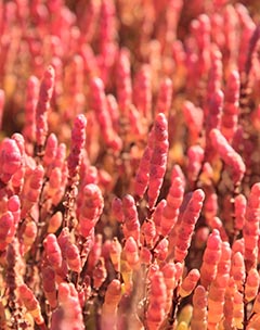 Wild glasswort fields