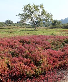 Wild glasswort fields