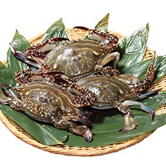 Gazami crab