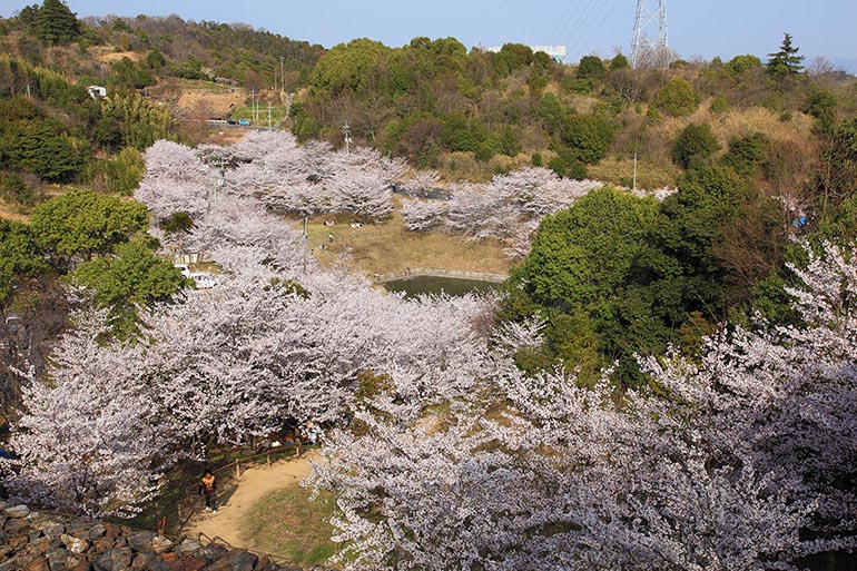 丸山公園（金光）（見頃：4月初旬頃）