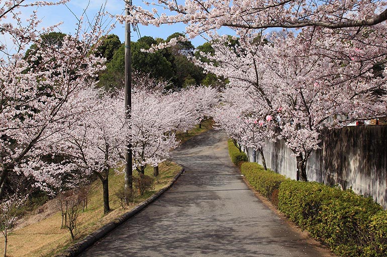 丸山公園（金光）（見頃：4月初旬頃）