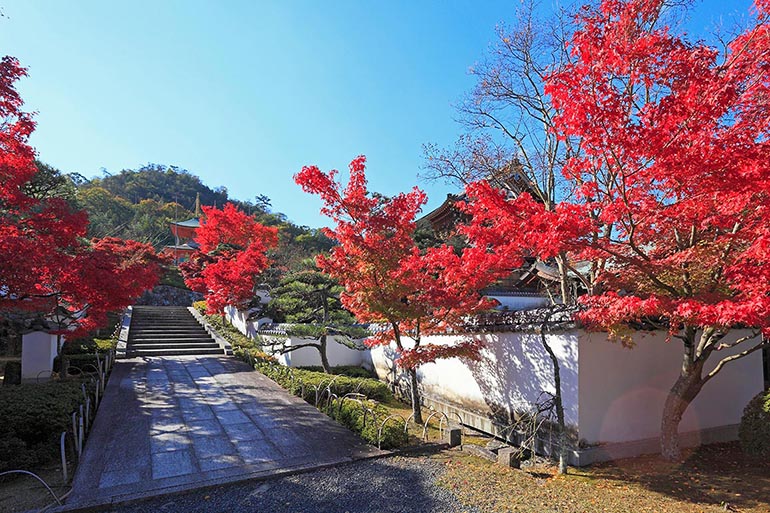 明王院（鴨方）（見頃：11月～12月上旬頃）