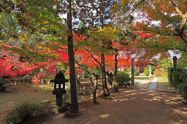 寂光院（金光）（見頃：11月～12月上旬頃）