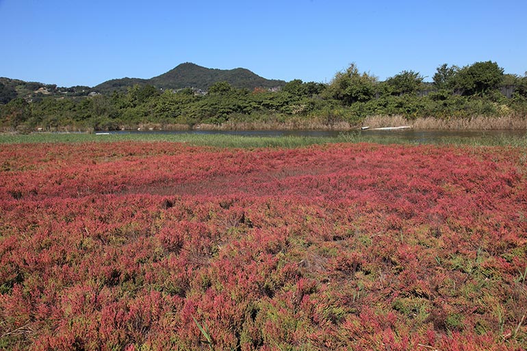 アッケシソウ自生地（寄島）（見頃：10月中旬頃）