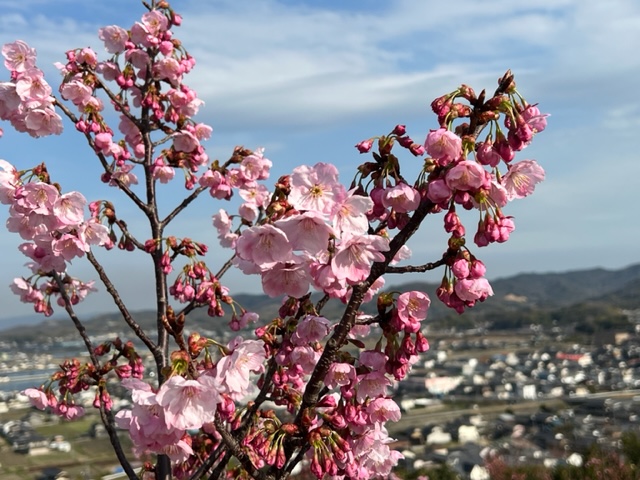 早咲きの桜が開花！〜鴨山の陽光桜〜 - 浅口観光協会